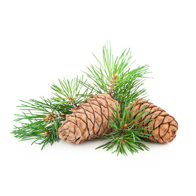香柏100%純香薰油 (Cedrus atlantica)