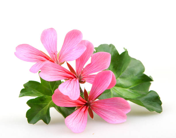 天竺葵100%純香薰油 (Pelargonium graveolens)