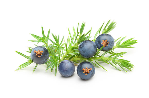 Juniperberry Pure Essential Oil
