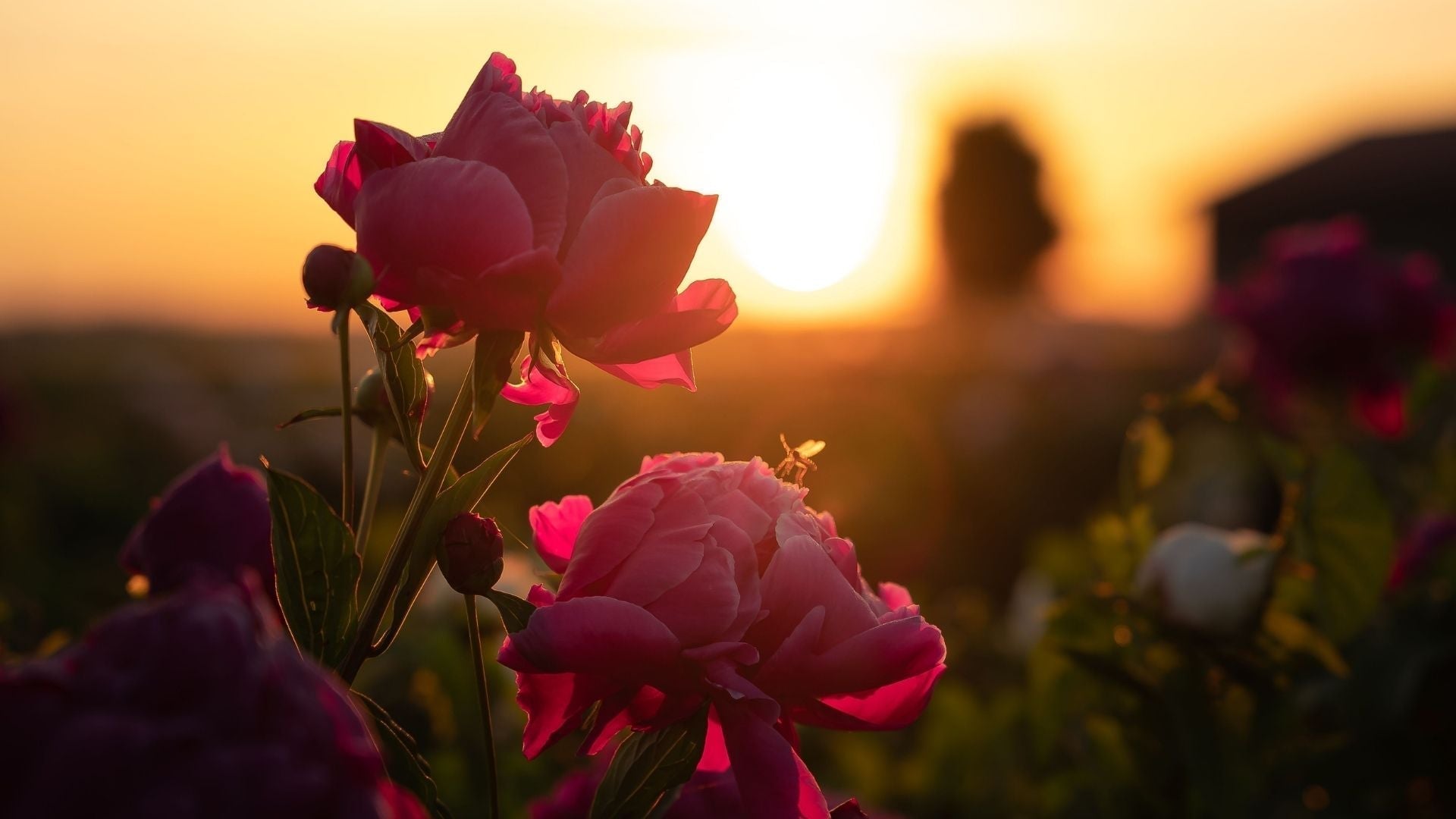 The Skin is Always Talking: The Origin of Mystery Rose