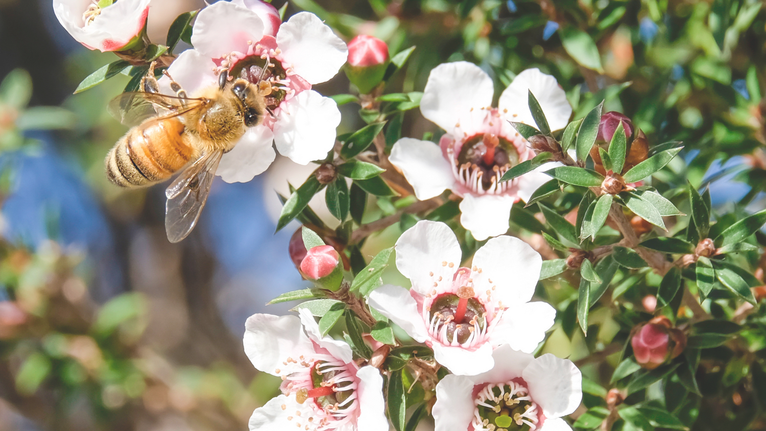 The Healing Power of Manuka Honey: Repairing Your Digestive System
