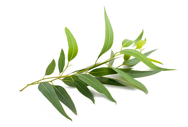 Eucalyptus Radiata100% Pure Essential Oil
