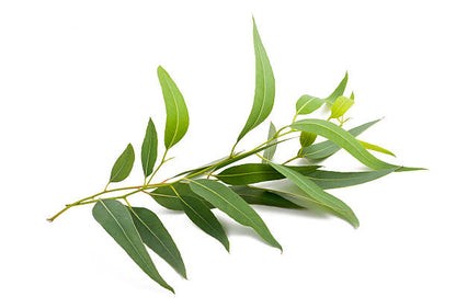 尤加利100%純香薰油 (Eucalyptus radiata)