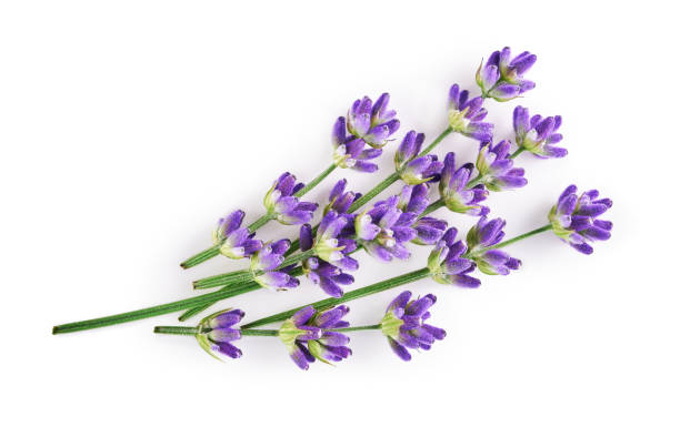 Lavender 40/42 100% Pure Essential Oil