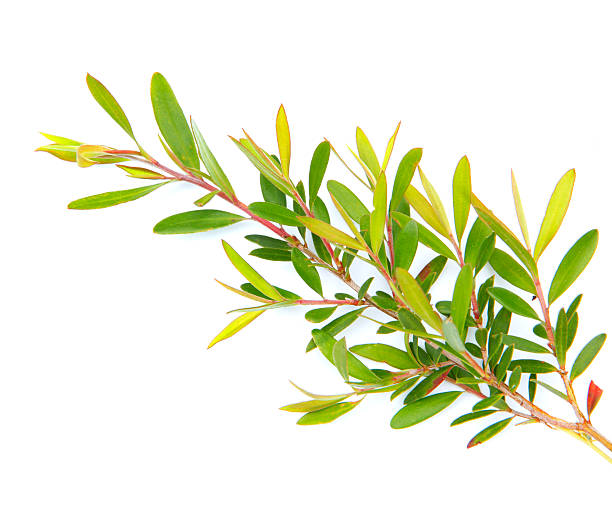 茶樹100%純香薰油（Melaleuca alternifolia）